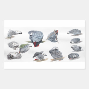 African Grey Parrot. Exclusive designed by Griff Rectangular Sticker