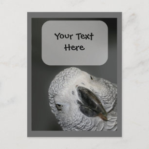 African Grey Parrot Face Animal Postcard