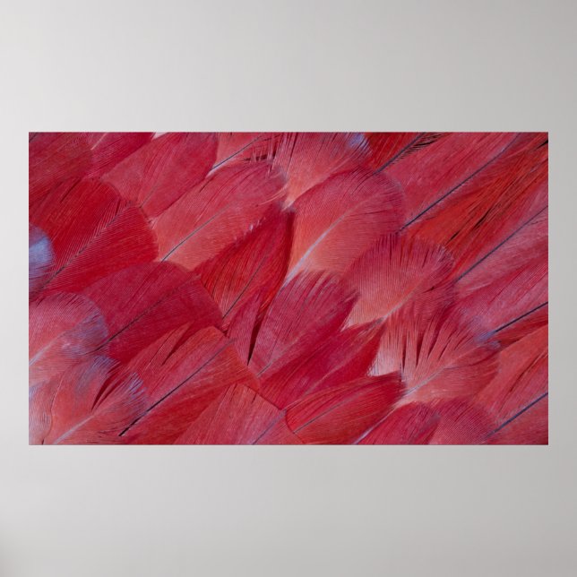 African Grey Parrot Feather Design Poster (Front)