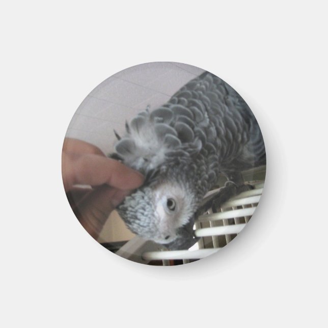 African Grey Parrot getting a head scratched Magnet (Front)
