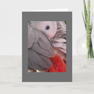 African Grey Parrot Greeting Card