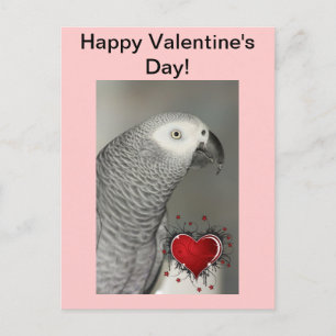 African Grey Parrot Happy Valentine's Day Postcard