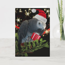 African Grey Parrot Holiday Card