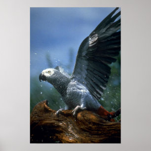 African grey parrot in hose shower poster