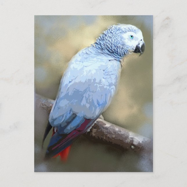 African Grey Parrot Portrait Postcards (Front)