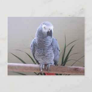 African Grey Parrot Postcard