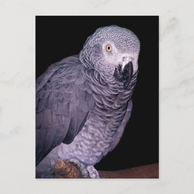 African Grey Parrot Postcard (Front)