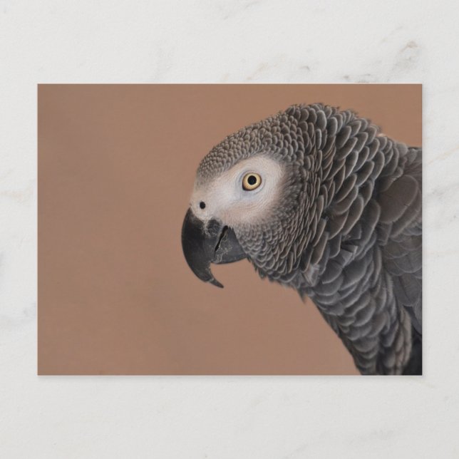 African Grey Parrot Postcard (Front)