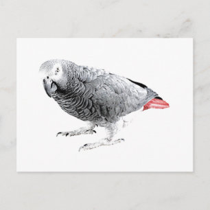 "African Grey" Parrot Postcard
