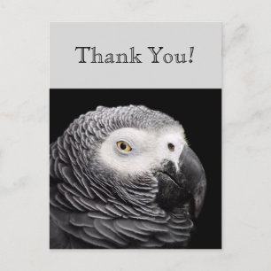 African Grey Parrot Postcard