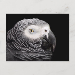 African Grey Parrot Postcard