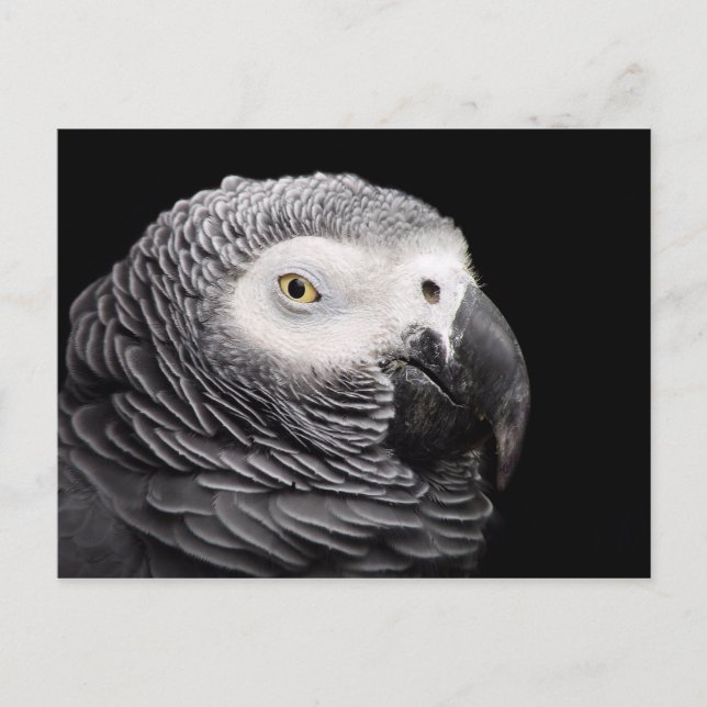 African Grey Parrot Postcard (Front)