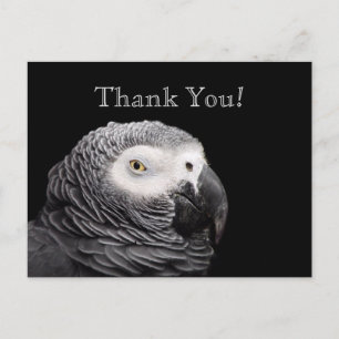 African Grey Parrot Postcard