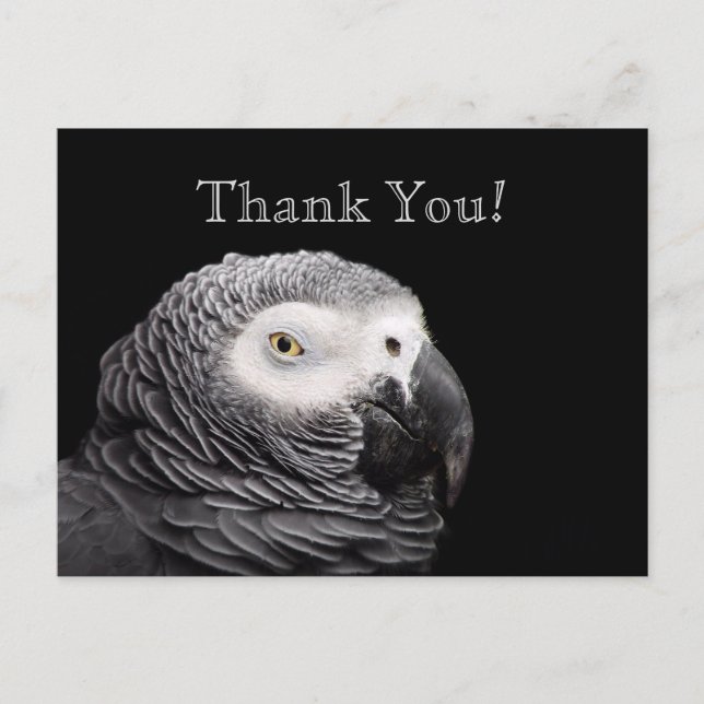 African Grey Parrot Postcard (Front)