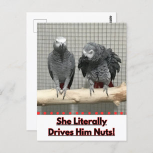 African Grey Parrot, Postcrossing Postcard