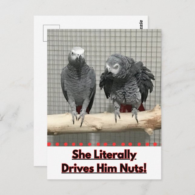 African Grey Parrot, Postcrossing Postcard (Front/Back)