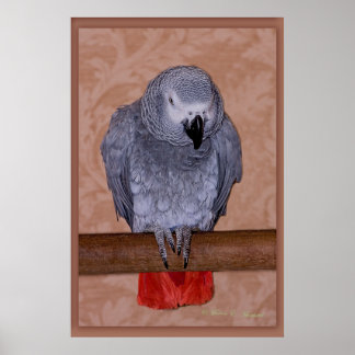 African Grey Parrot Poster