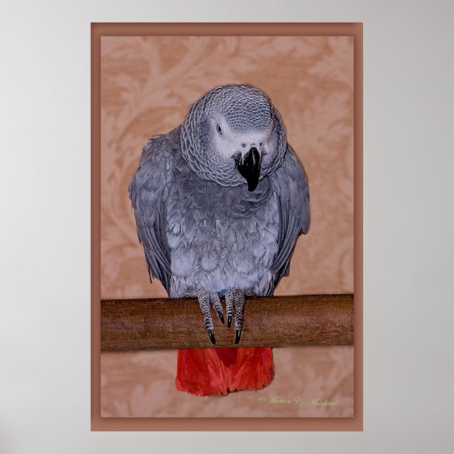 African Grey Parrot Poster (Front)