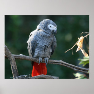 African Grey Parrot Print