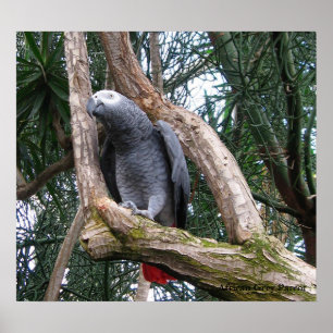 African Grey Parrot Print