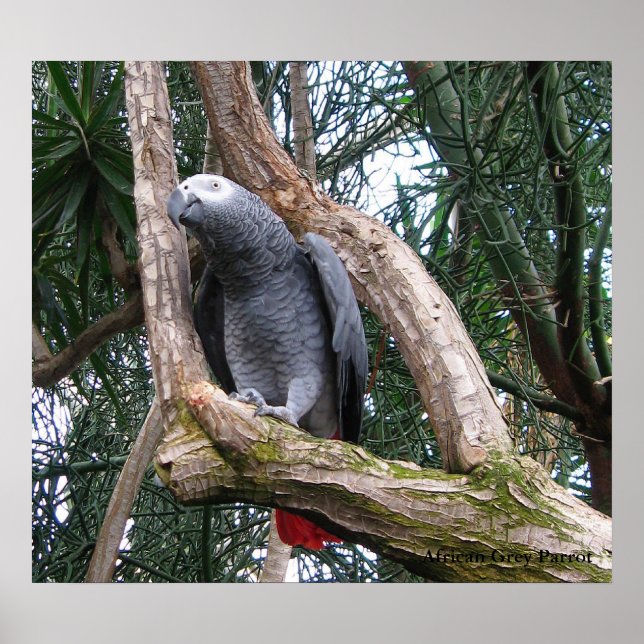 African Grey Parrot Print (Front)