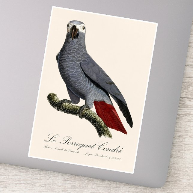 African grey parrot, Psittacus erithacus, vintage (Le Perroquet Cendre - 19th century illustration. Sticker)