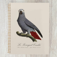 African grey parrot, Psittacus erithacus, vintage