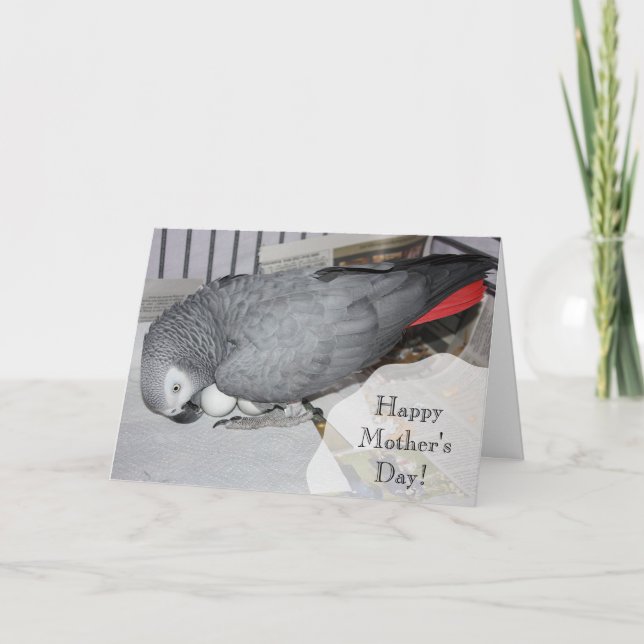 African Grey Parrot Sitting on Eggs Card (Front)