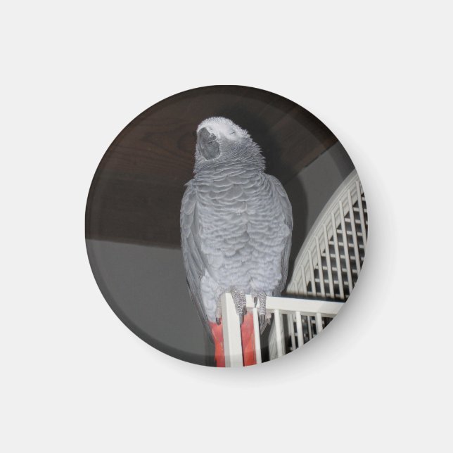 African Grey Parrot Sleeping Magnet (Front)
