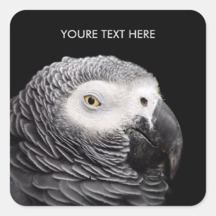 African Grey Parrot Square Sticker