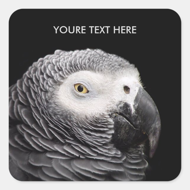 African Grey Parrot Square Sticker (Front)