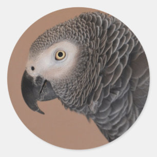 African Grey Parrot Stickers