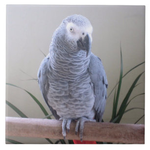 African Grey Parrot Tile