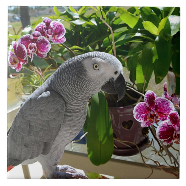 African Grey Parrot with Orchids Ceramic Tile (Front)