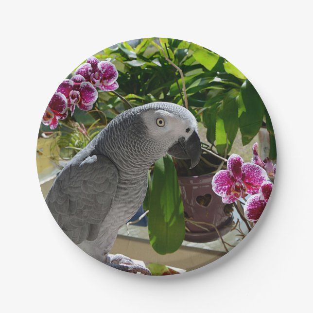 African Grey Parrot with Orchids Paper Plate (Front)