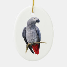 African Grey Parrot within a Gold Circle