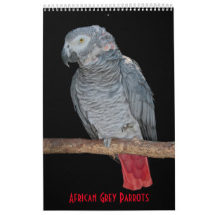 African Grey Parrots Calendar