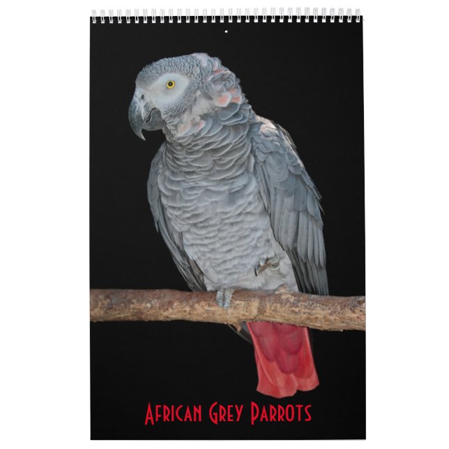 African Grey Parrots Calendar (Cover)