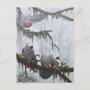 African Grey Parrots flying free Postcard