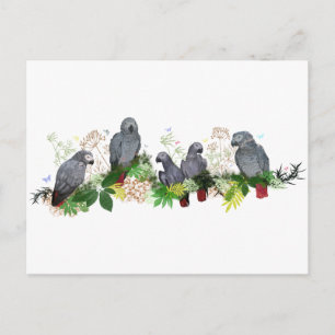 African Grey Parrots Party Postcard
