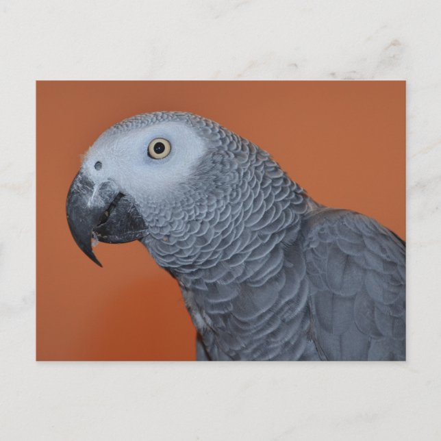 African Grey Photo Postcard (Front)