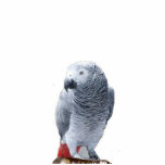 African Grey Photo Sculpture Decoration<br><div class="desc">African Grey ornament for parrot lovers.  Great stocking stuffer or tie on gift package with colourful ribbon.</div>