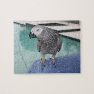 African Grey Pool Party Jigsaw Puzzle