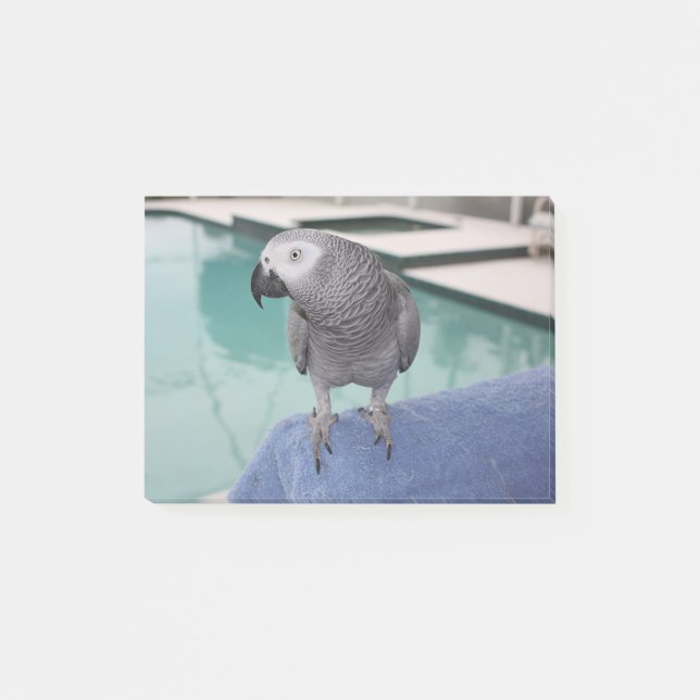 African Grey Pool Party Post-it Notes (Front)