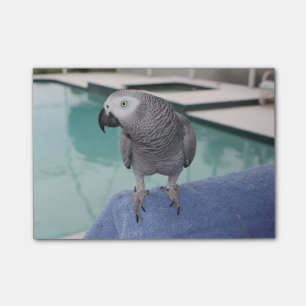 African Grey Pool Party Post-it Notes