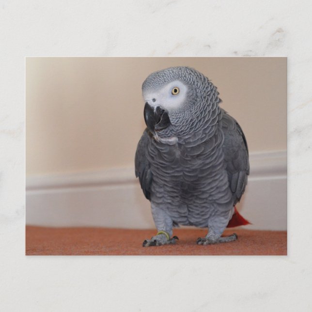 African Grey Postcard (Front)