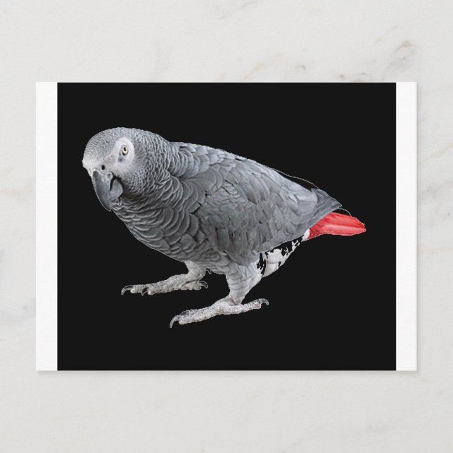 "African Grey" Postcard (Front)