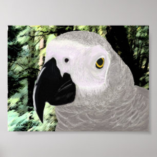 African Grey Poster