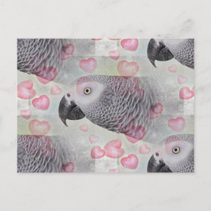 African Grey Puffy Hearts Postcard