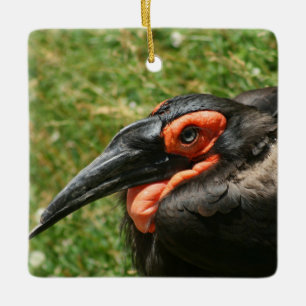 African Ground Hornbill Ornament